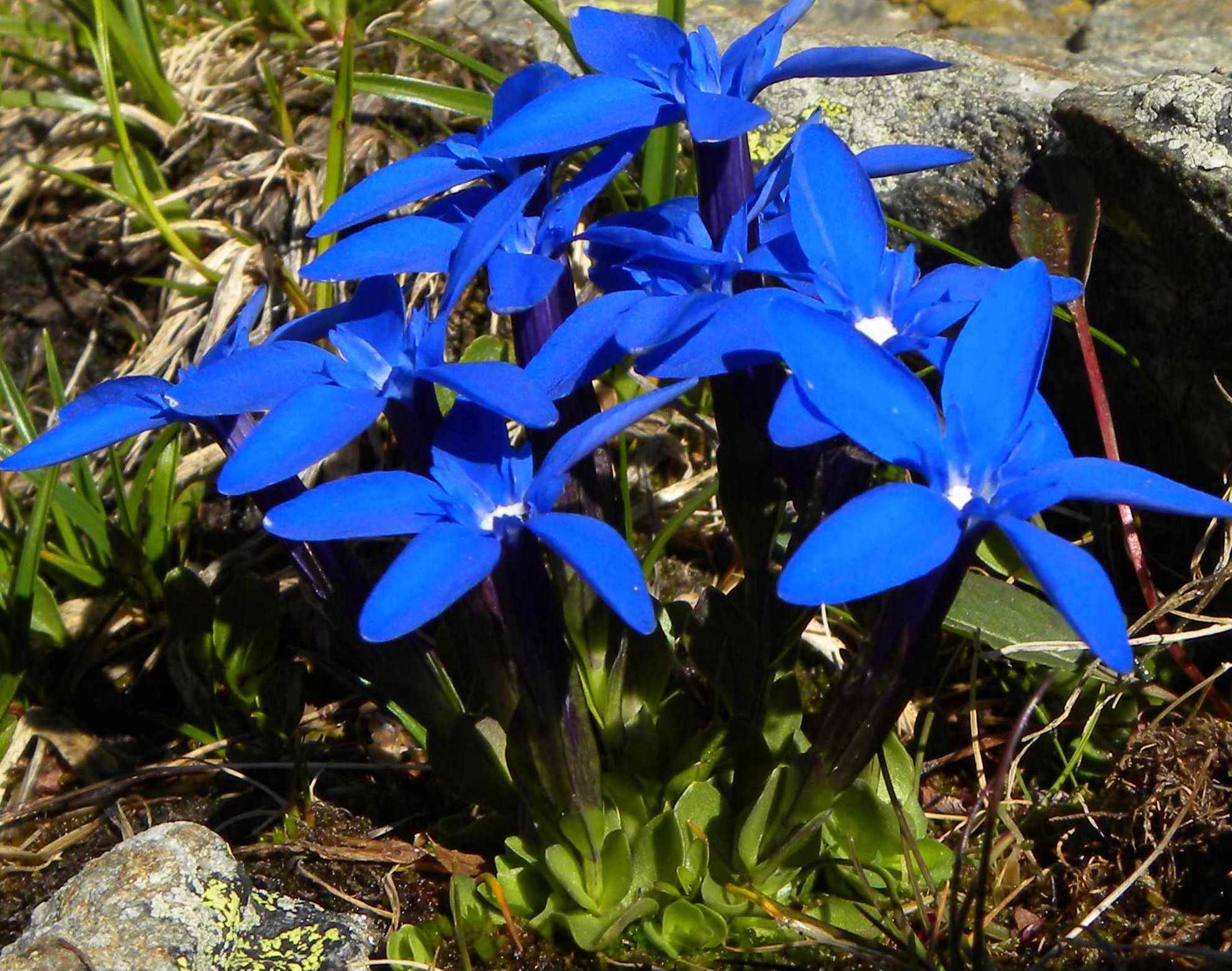 Gentiana brachyphylla